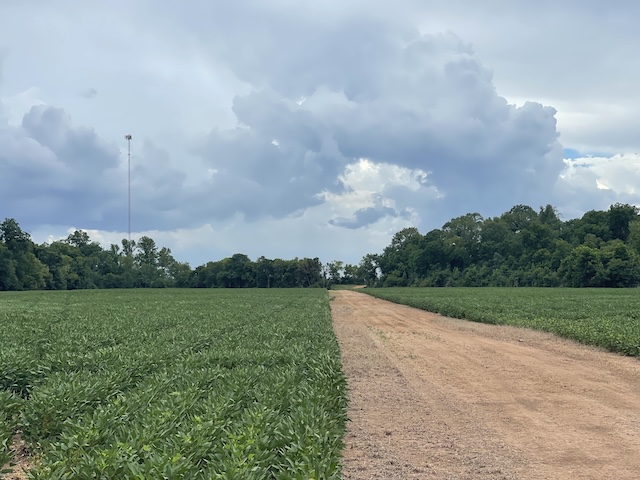 Dirt road through soybean fields with dramatic sky on the 218 acre Hwy 71 property near Colfax, Louisiana