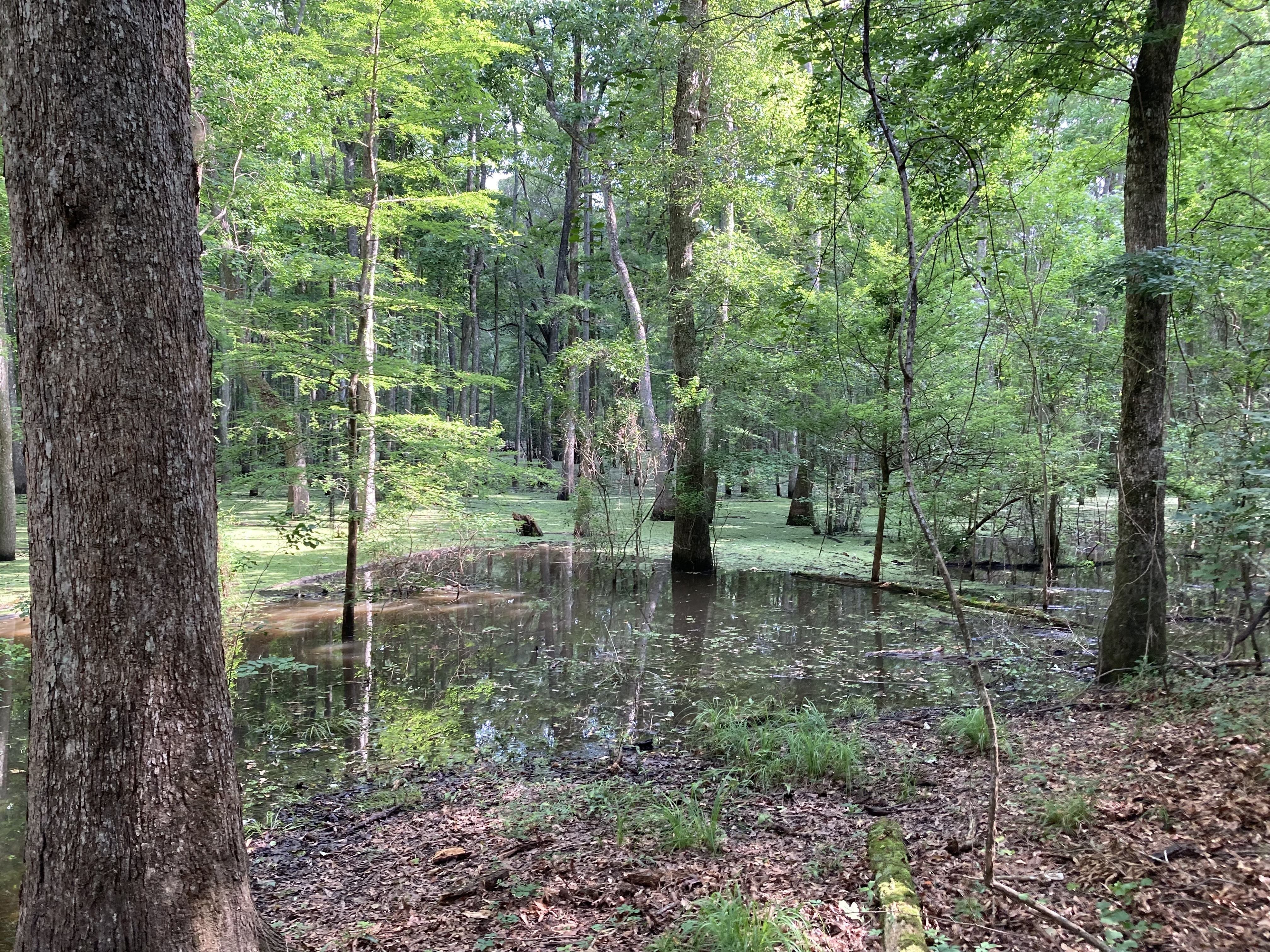 62± Acres Cocodrie Lake - North Evangeline Parish