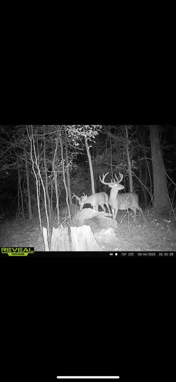 216 Acres | Avoyelles Parish, LA | Prime Hunting & Timber Land