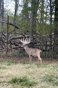 High Fence Hunting Property For Sale – 395.45± Acres in Grant Parish, Louisiana