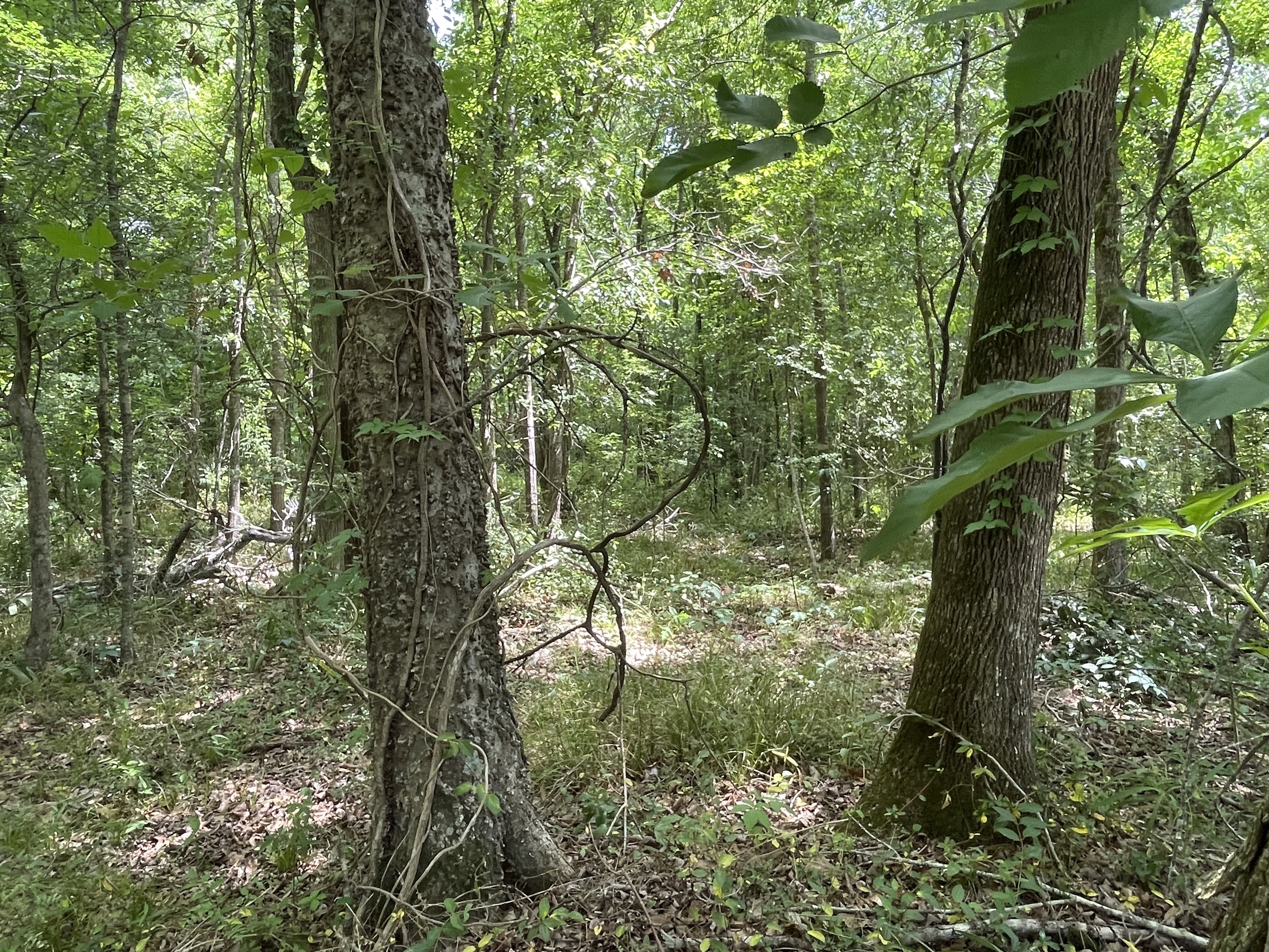 10.016± Acres - Alexandria, LA