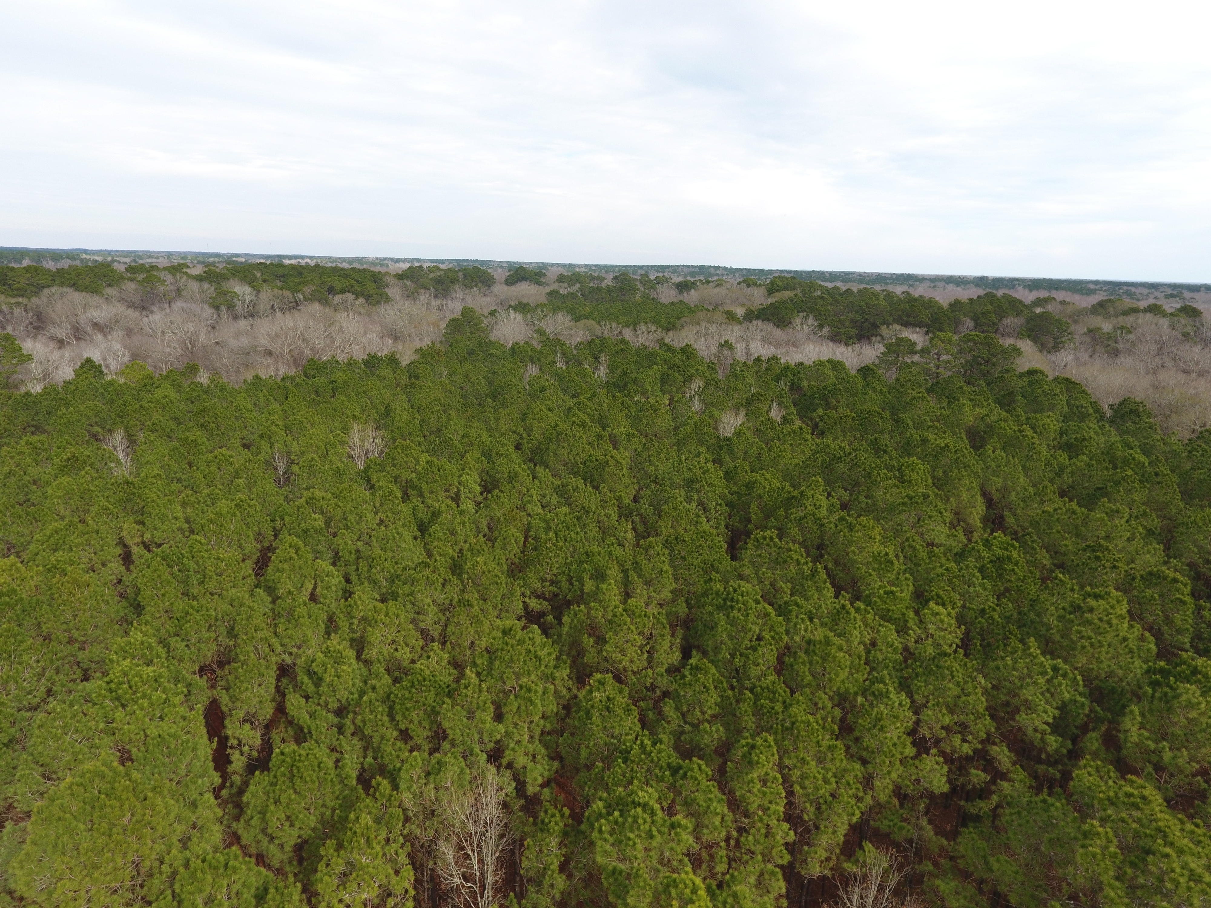 160± Acres - Evangeline Parish