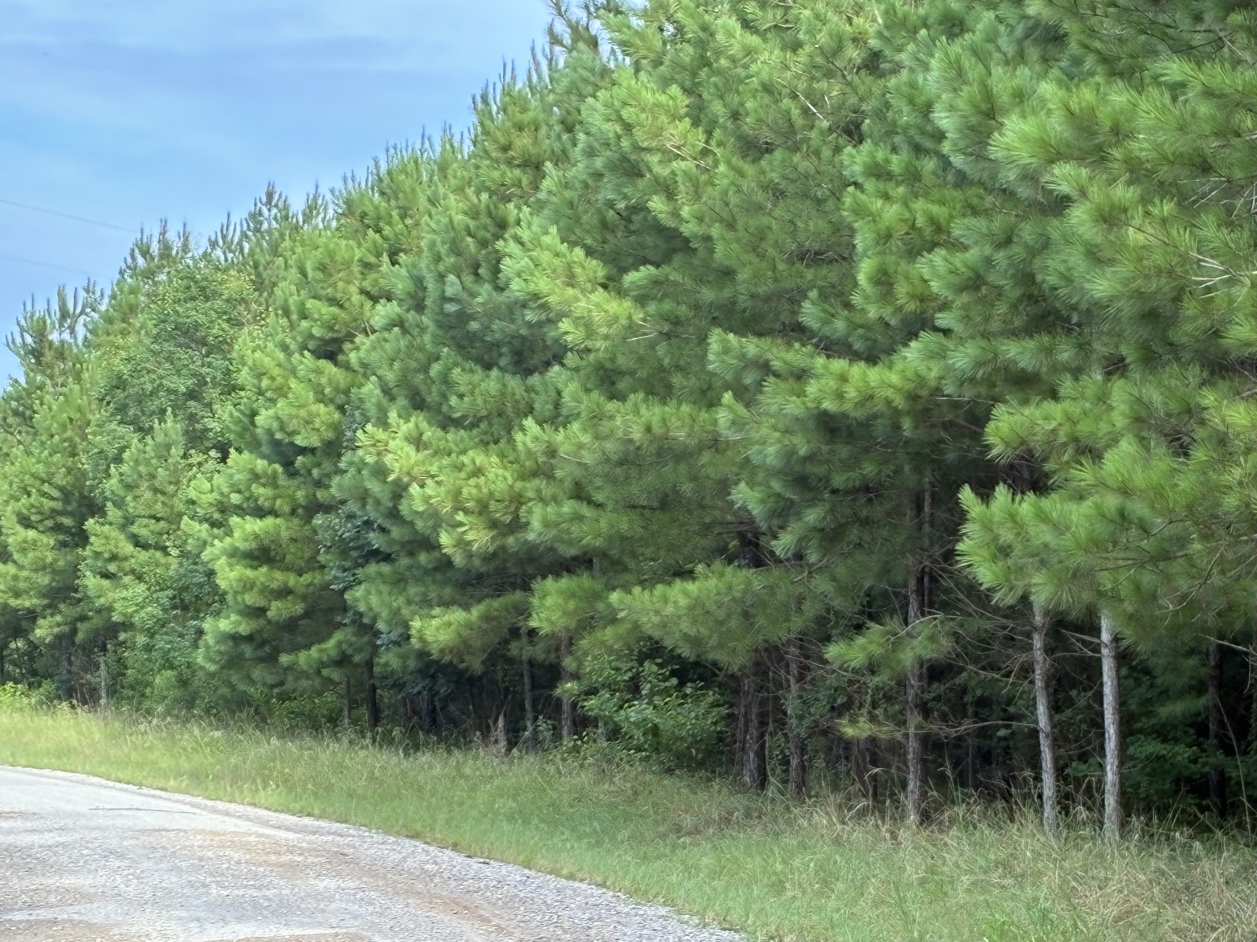 122 Acres - Evangeline Parish